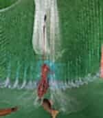 Zincirli Misina Serpme 6 Kg